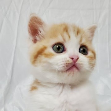 スコティッシュフォールド(立ち耳)【茨城県・女の子・2024年2月4日・クリームカメオ&ホワイト（短毛）】の写真「甘えん坊のまんまるの子猫！お値下げはしません」