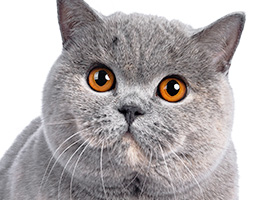 人気の猫種・猫の種類から子猫を探す 6位：ブリティッシュショートヘア